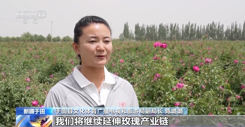塔克拉玛干沙漠“锁边合龙”时种植的玫瑰花开了