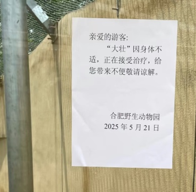 合肥野生动物园通报:“大壮”正接受治疗 合肥野生动物园通报:“大壮”正接受治疗