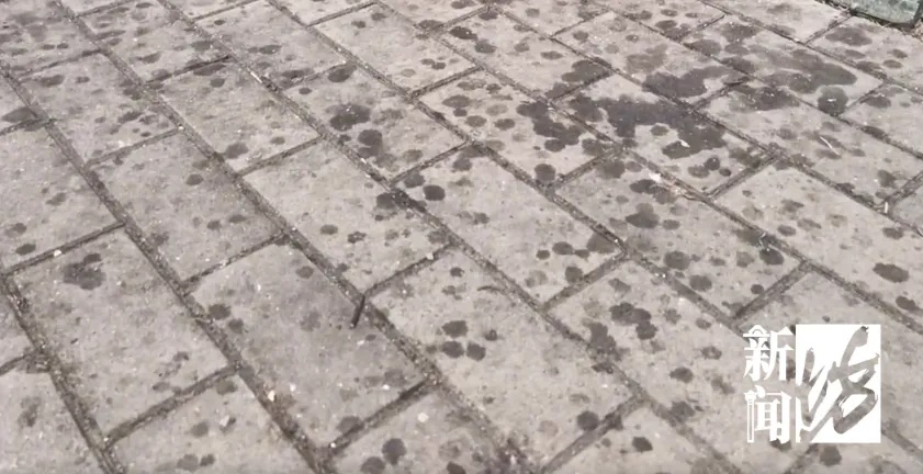上海正大量出现！地上、车上、鞋上全都黏糊糊的…市民傻眼：根本擦不掉