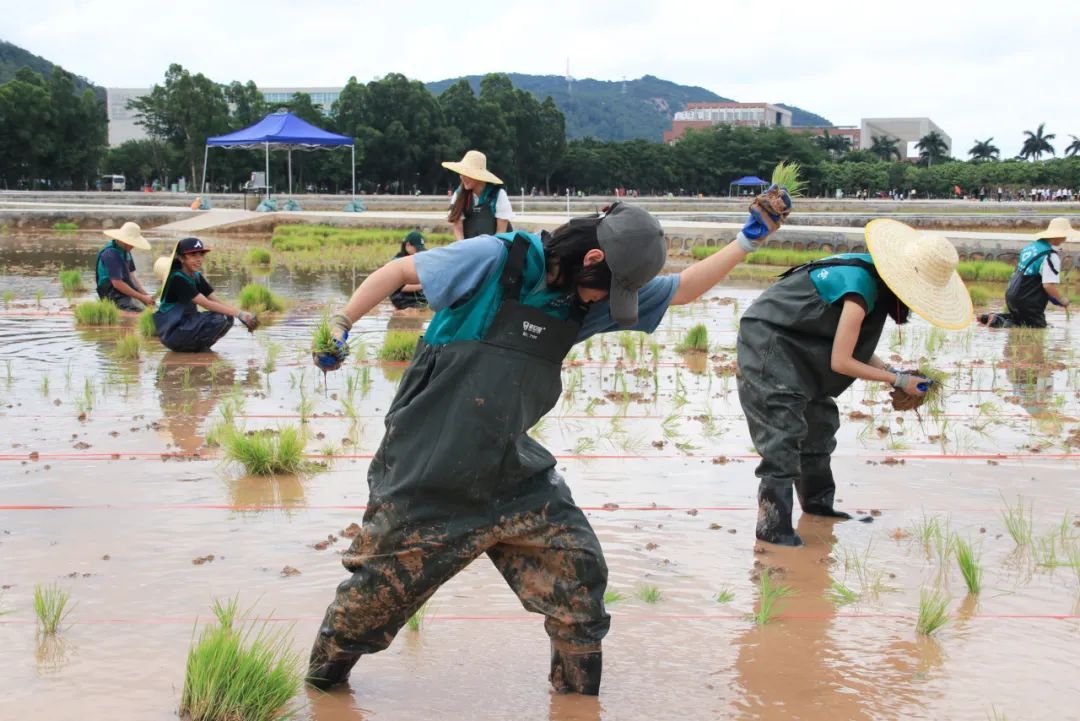 你怎么不看手机啊?“勿扰,在种地!” 你怎么不看手机啊?“勿扰,在种地!”