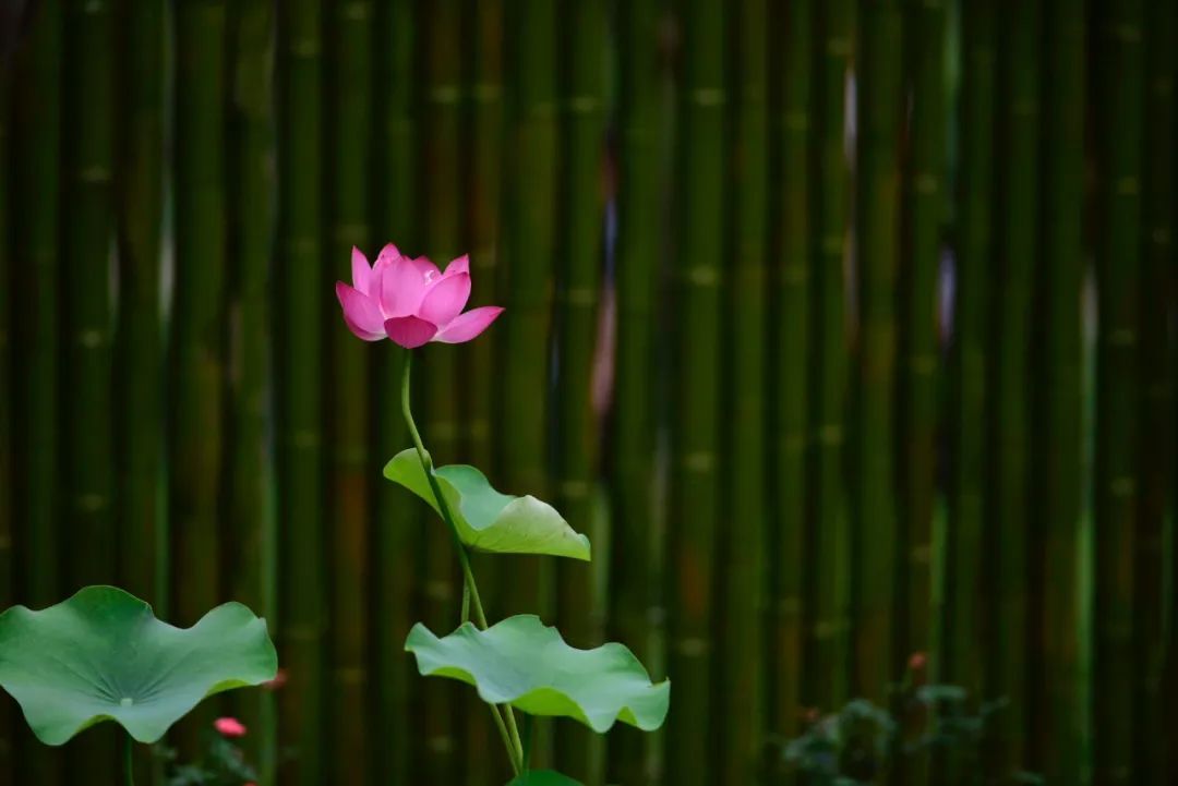 小满之后,湿热来袭!中医提醒:做好三防,安稳过夏不生病 小满之后,湿热来袭!中医提醒:做好三防,安稳过夏不生病