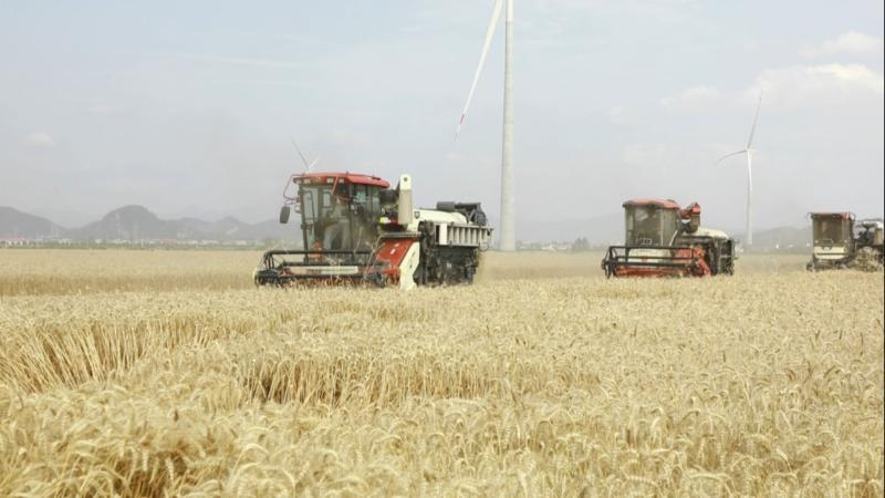 江西彭泽：5万余亩小麦喜开镰 秸秆回收变“绿金”