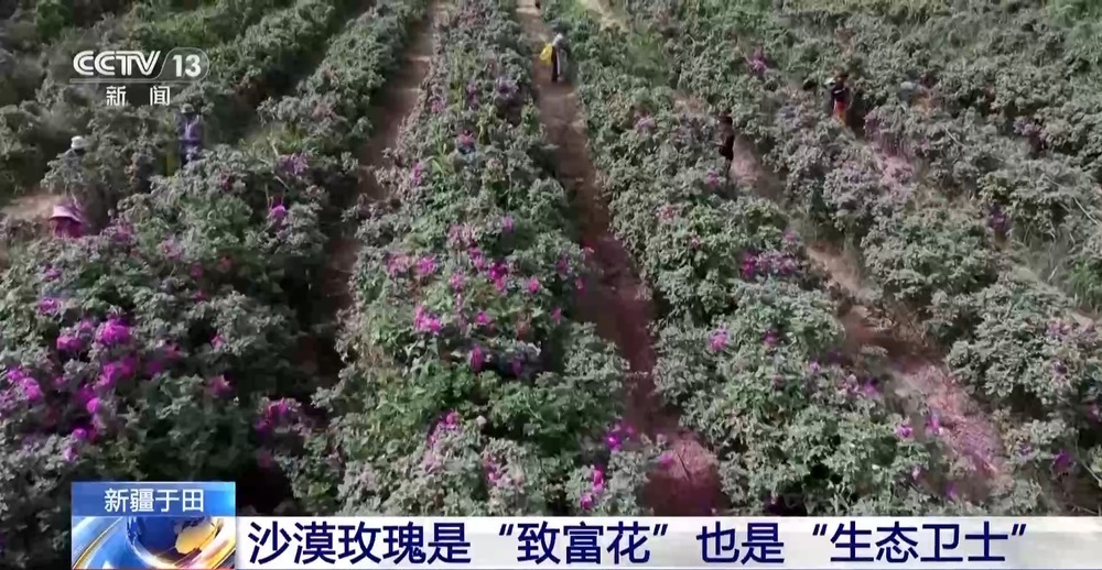 塔克拉玛干沙漠“锁边合龙”时种植的玫瑰花开了