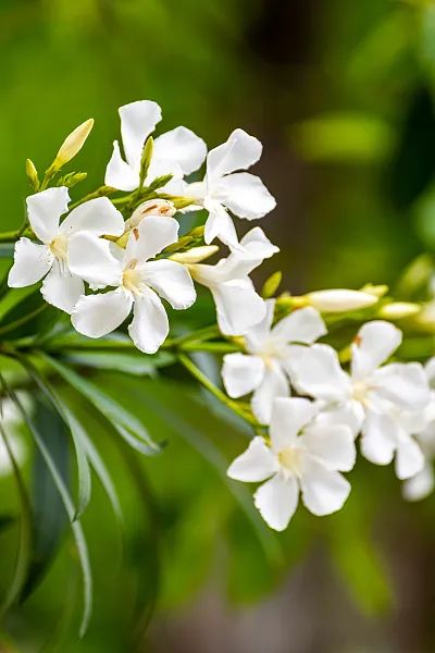 别碰!别碰!别碰!上海最近很常见…毒性很大,暗藏致命危险 别碰!别碰!别碰!上海最近很常见…毒性很大,暗藏致命危险