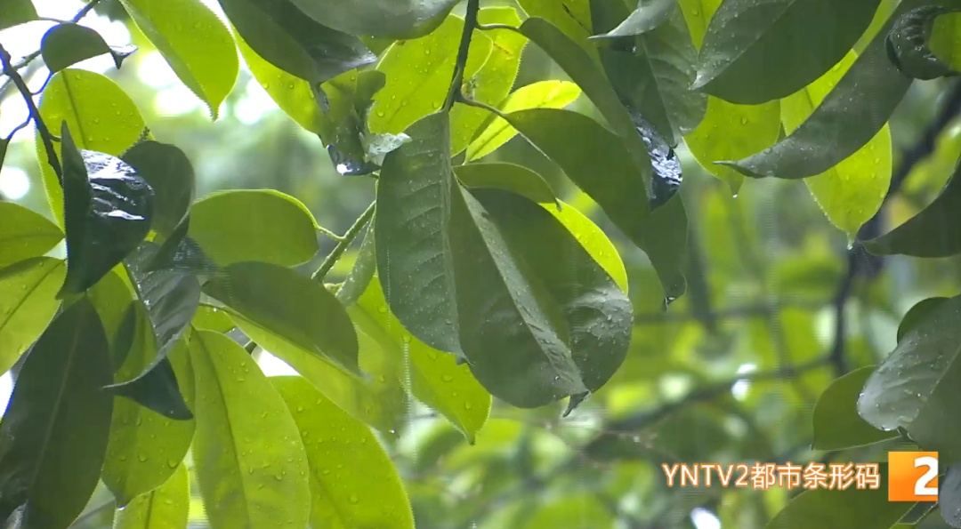 雷电、大风、冰雹、短时强降水……云南这些地方今夜开启“降雨模式”! 雷电、大风、冰雹、短时强降水……云南这些地方今夜开启“降雨模式”!