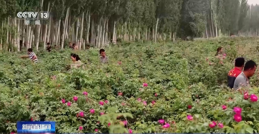 塔克拉玛干沙漠“锁边合龙”时种植的玫瑰花开了