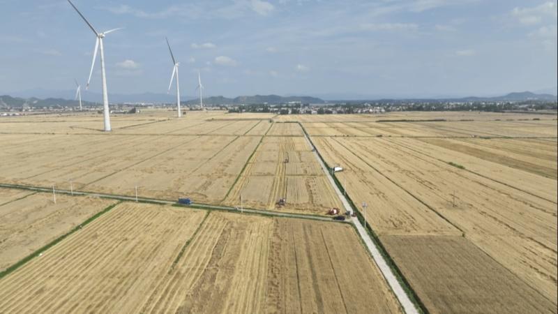 江西彭泽：5万余亩小麦喜开镰 秸秆回收变“绿金”