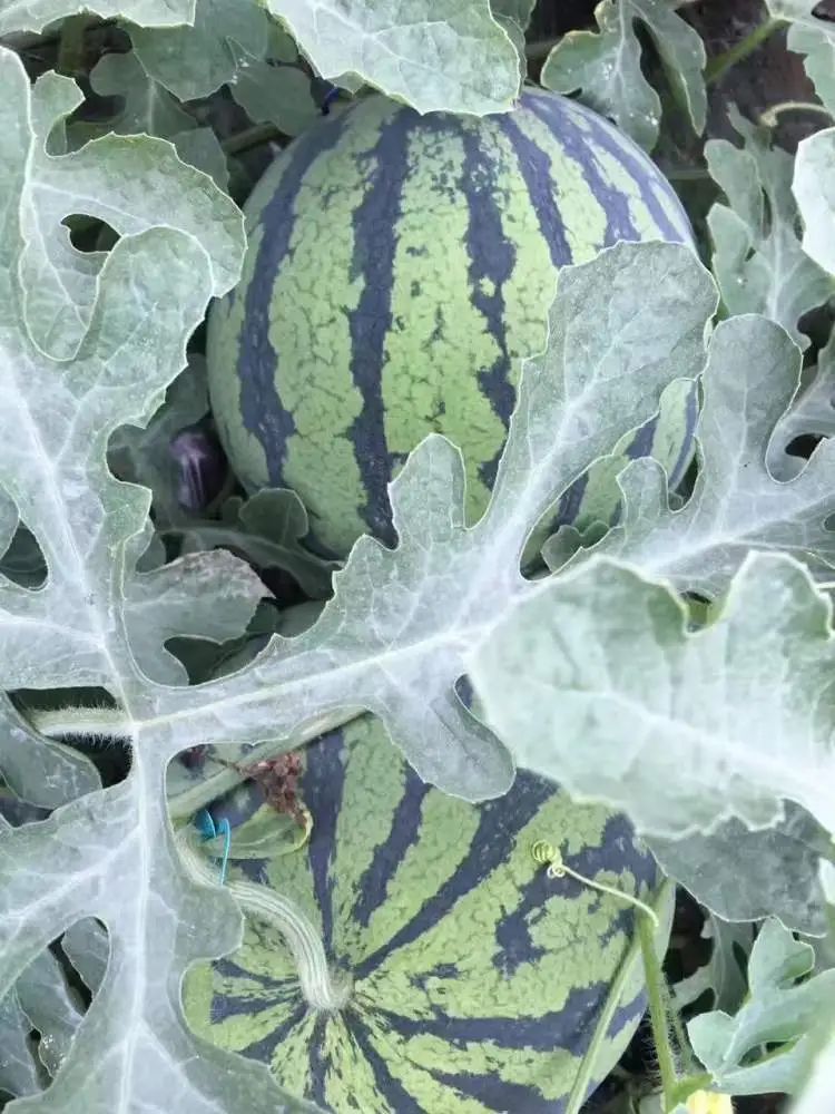 随便拍拍瓜就能月入两万？“验瓜师”火上热搜！001号验瓜师：“非常欢迎年轻人加入”