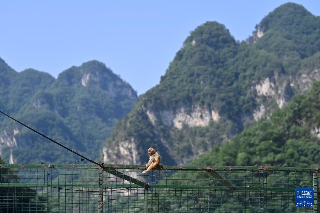 太行山里的猕猴乐园