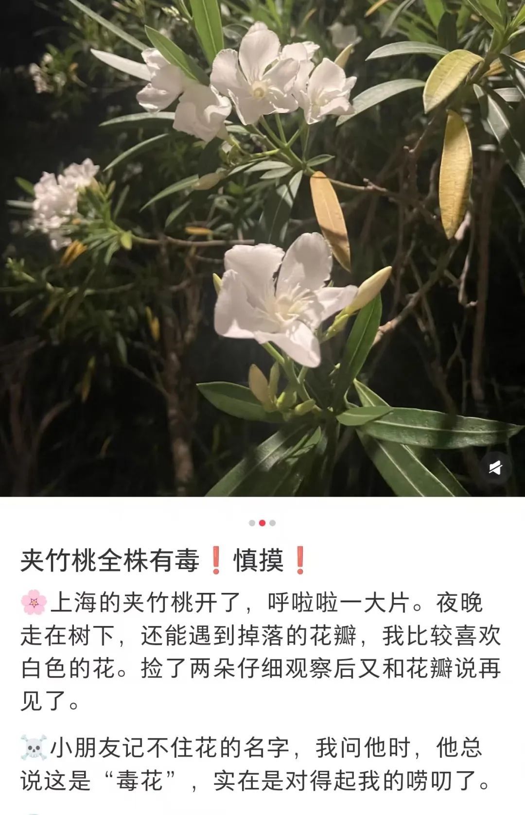 上海街头很常见,最近进入大面积繁盛期!紧急提醒:毒性很大 上海街头很常见,最近进入大面积繁盛期!紧急提醒:毒性很大