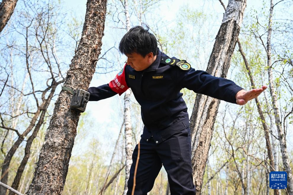 图片故事｜大兴安岭的生物多样性守护者