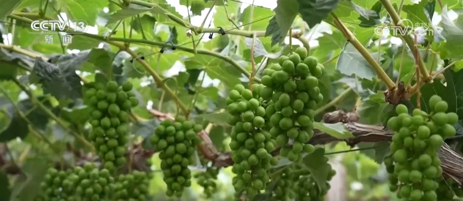 从“新农人”成“兴农人” “90后”返乡走出致富“振兴路”