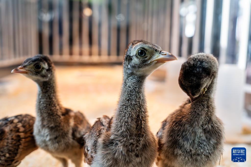 新华全媒+丨濒危物种绿孔雀人工繁育与野化放归试验取得关键进展