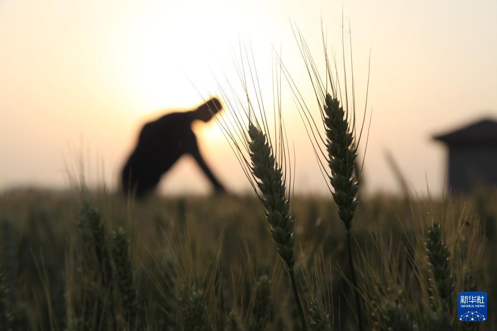 风吹麦浪 奏响丰收曲