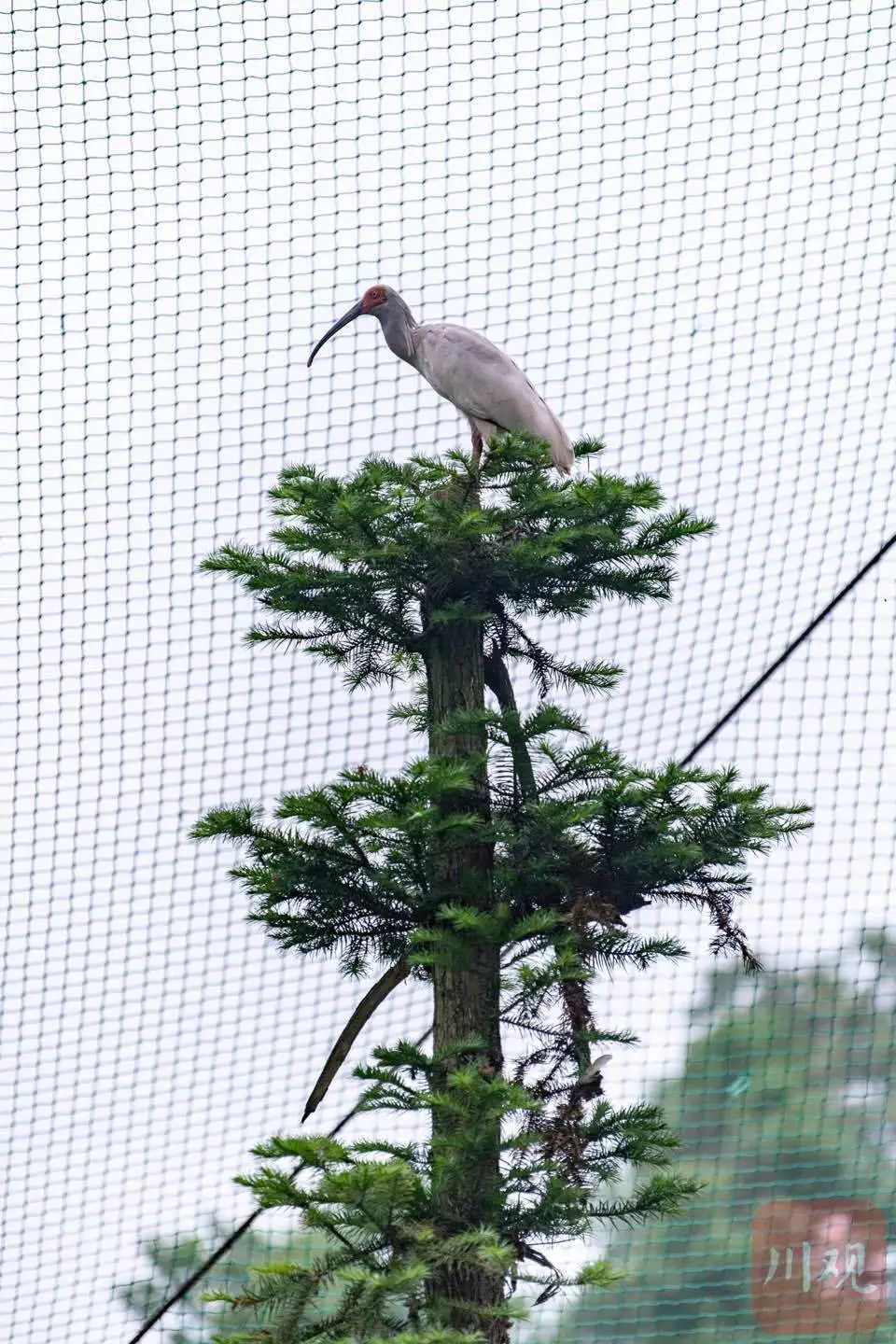 鹮鹮我啊，飞喽！