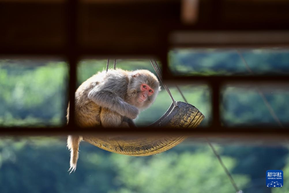 太行山里的猕猴乐园
