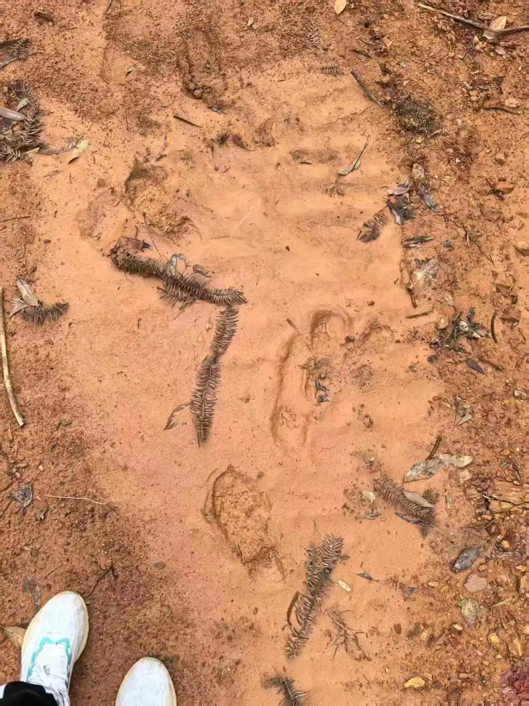 “山上都是吃的!”浏阳74岁老人走失6日奇迹生还!家人:找到时她还提醒我们别滑了 “山上都是吃的!”浏阳74岁老人走失6日奇迹生还!家人:找到时她还提醒我们别滑了