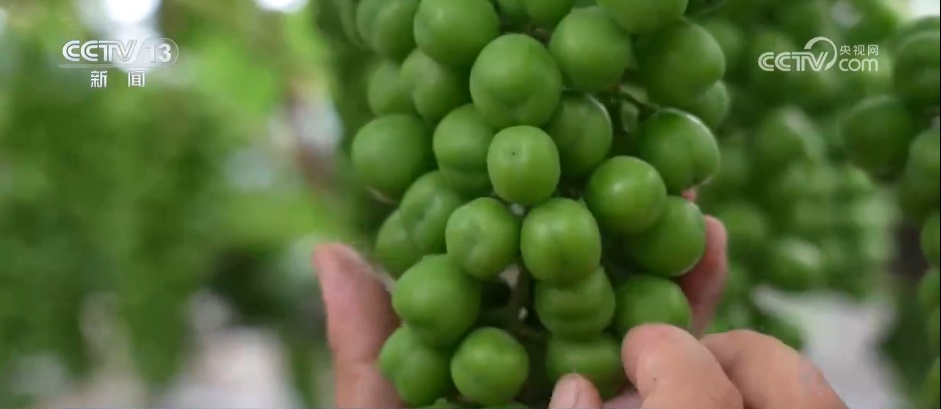 从“新农人”成“兴农人” “90后”返乡走出致富“振兴路”