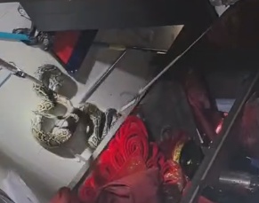 夏季各地上演“蛇出没”,“大胆蛇”消防站里蹭空调! 夏季各地上演“蛇出没”,“大胆蛇”消防站里蹭空调!