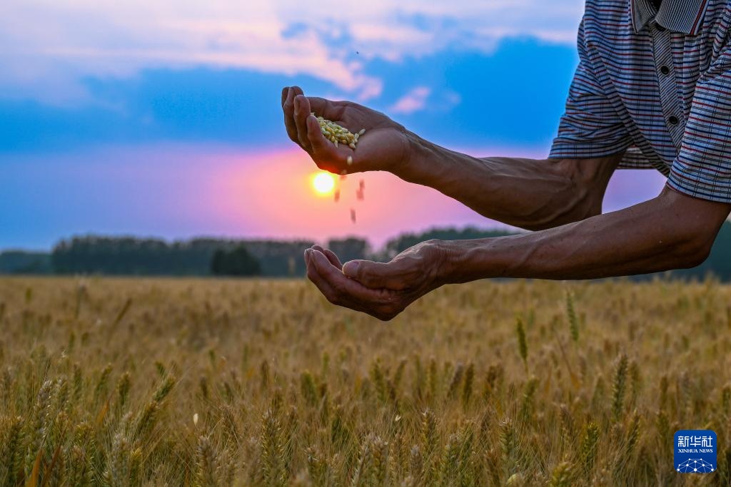 风吹麦浪 奏响丰收曲