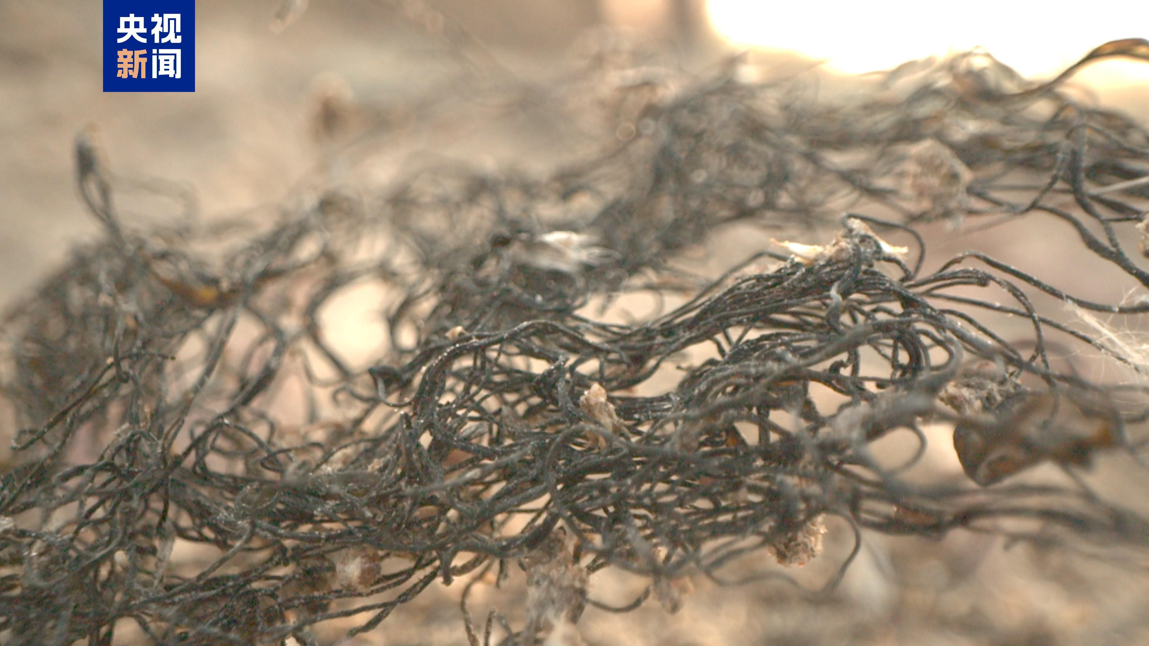 “头发”长在沙地上?宁夏发现大规模国家一级保护植物发菜群落 “头发”长在沙地上?宁夏发现大规模国家一级保护植物发菜群落