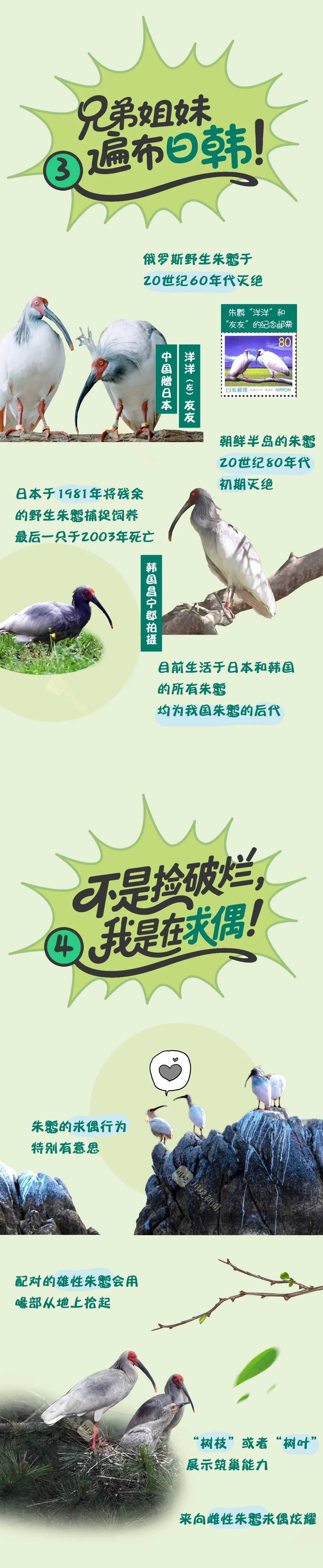 鹮鹮我啊，飞喽！