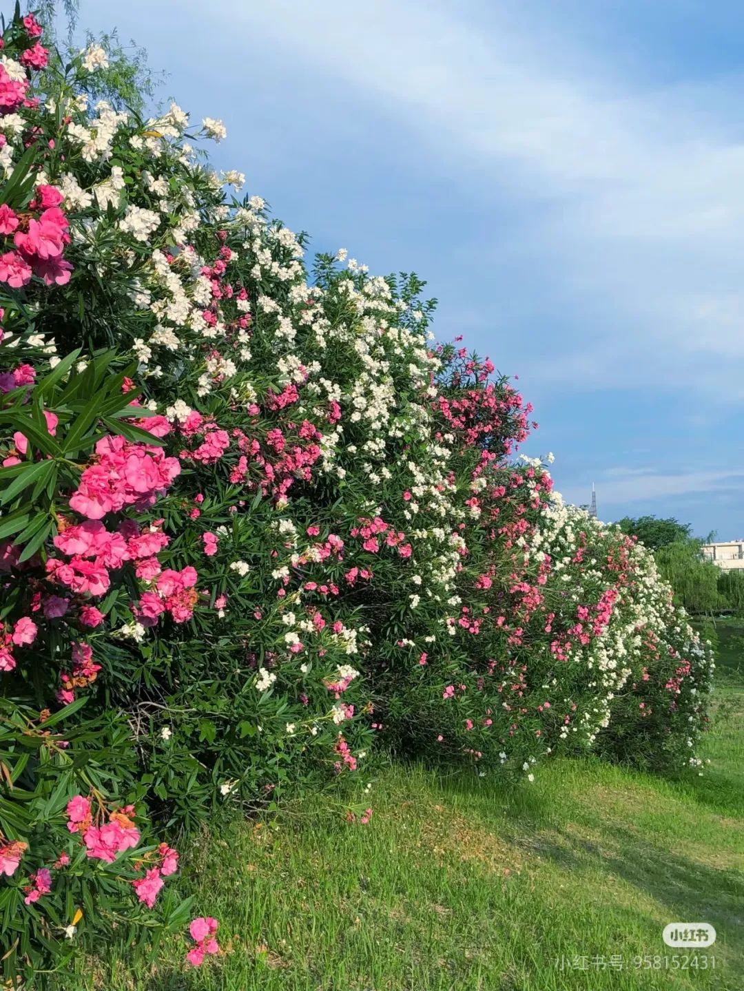 合肥街头大量出现!千万别碰 合肥街头大量出现!千万别碰