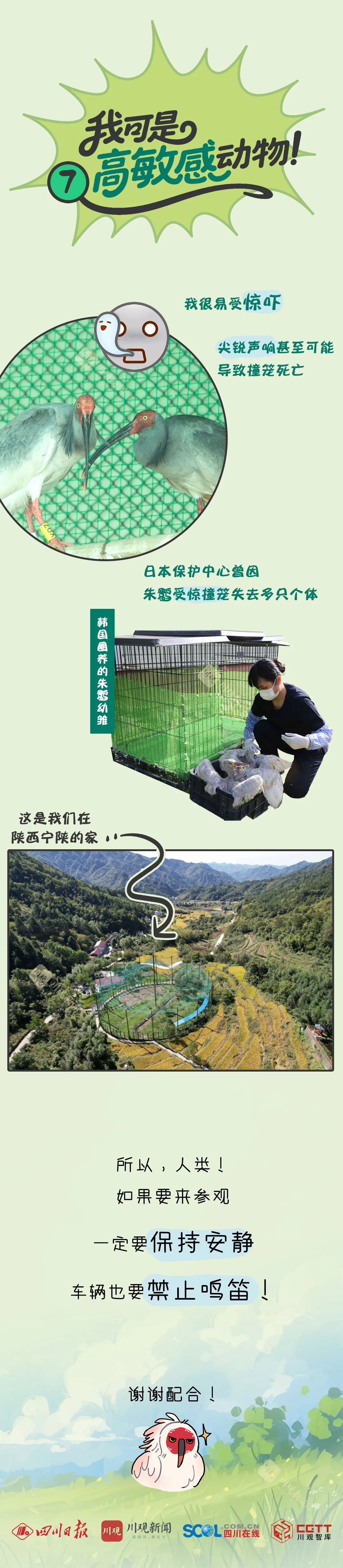 鹮鹮我啊，飞喽！