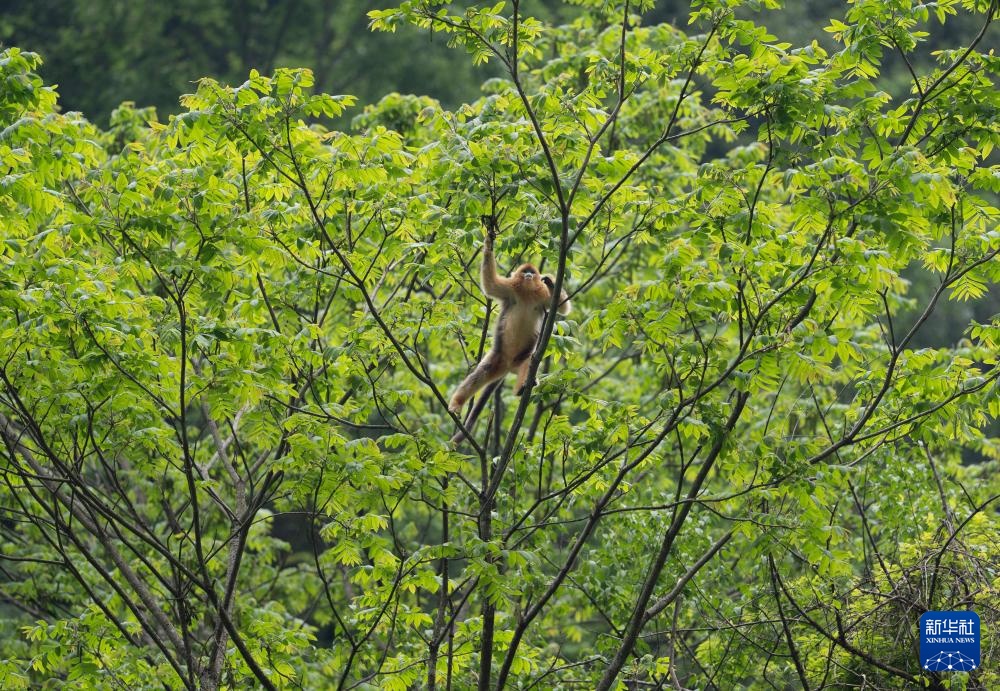 四川平武：深山密林里的“金色精灵”