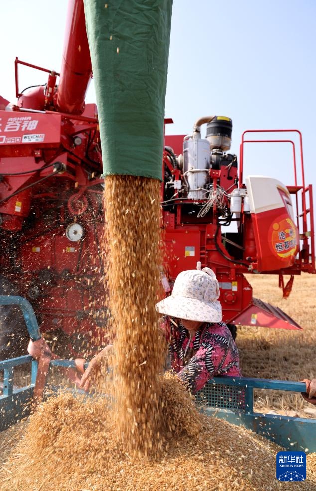 风吹麦浪 奏响丰收曲