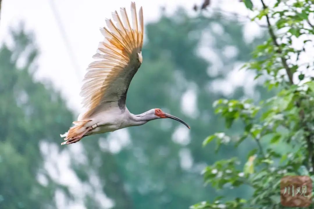 鹮鹮我啊，飞喽！