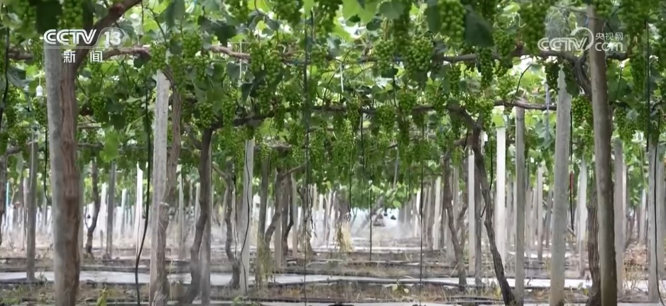 从“新农人”成“兴农人” “90后”返乡走出致富“振兴路”