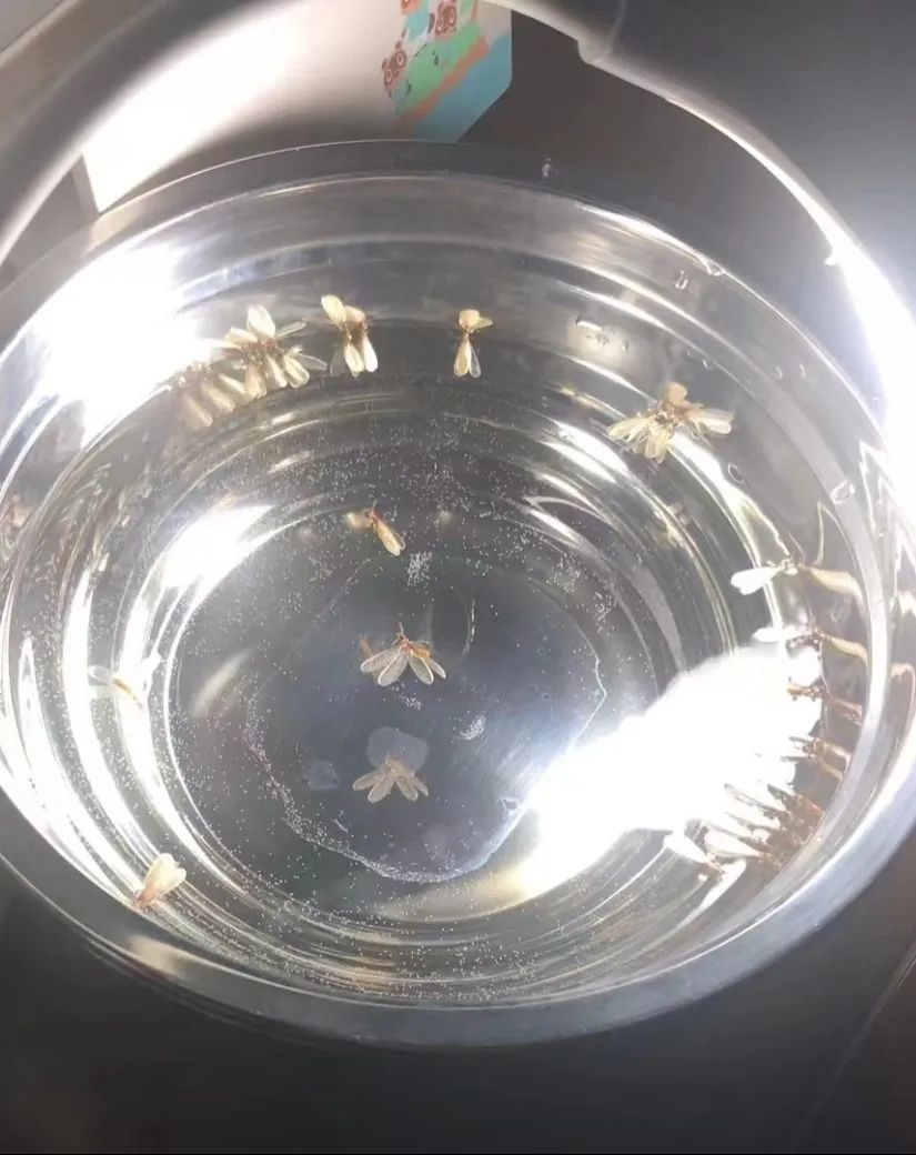 麻了！路面、空中都是虫，重庆网友：密集恐惧症都犯了