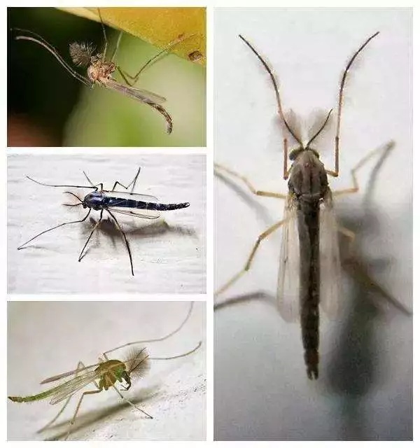 密密麻麻！合肥最近频现的“虫卷风”是啥？