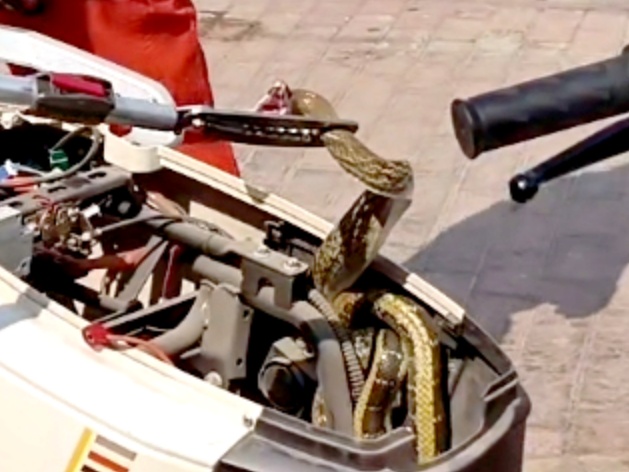 夏季各地上演“蛇出没”,“大胆蛇”消防站里蹭空调! 夏季各地上演“蛇出没”,“大胆蛇”消防站里蹭空调!