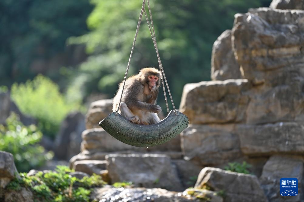 太行山里的猕猴乐园