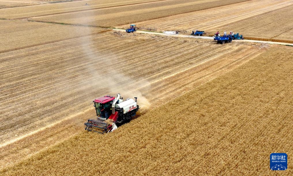 风吹麦浪 奏响丰收曲