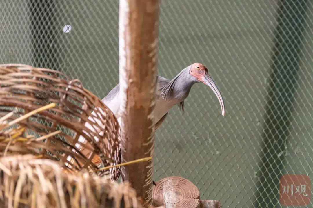 鹮鹮我啊，飞喽！