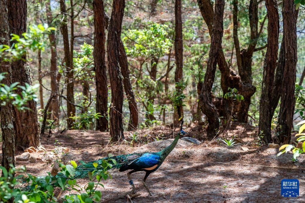 新华全媒+丨濒危物种绿孔雀人工繁育与野化放归试验取得关键进展