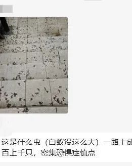 麻了！路面、空中都是虫，重庆网友：密集恐惧症都犯了