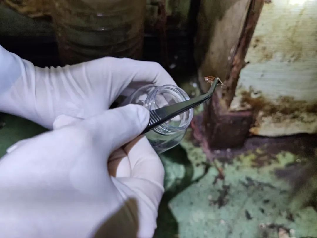 头皮发麻！海关截获20000余只……