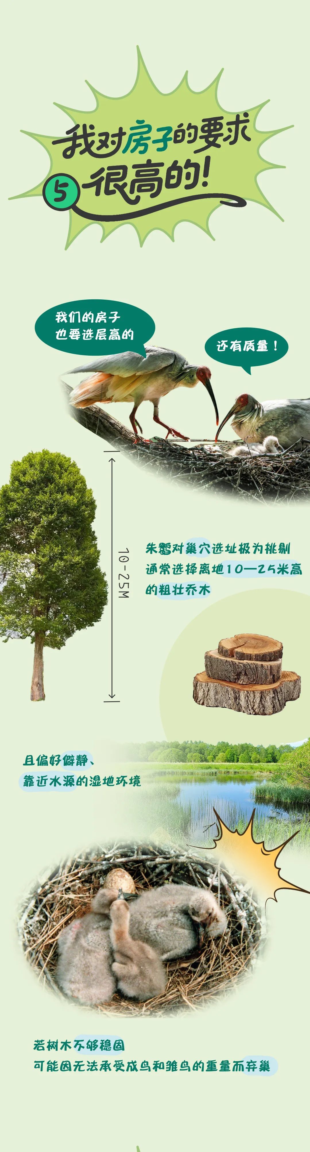 鹮鹮我啊，飞喽！