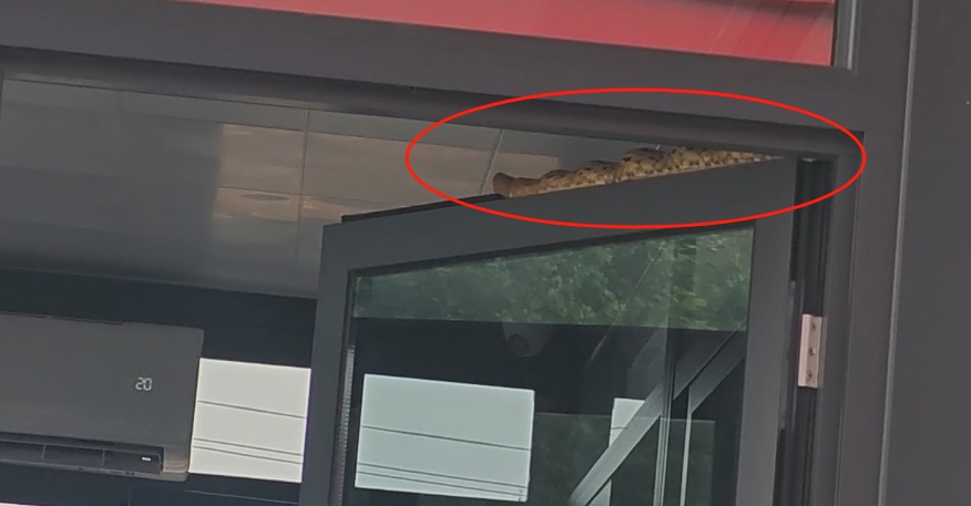 夏季各地上演“蛇出没”,“大胆蛇”消防站里蹭空调! 夏季各地上演“蛇出没”,“大胆蛇”消防站里蹭空调!