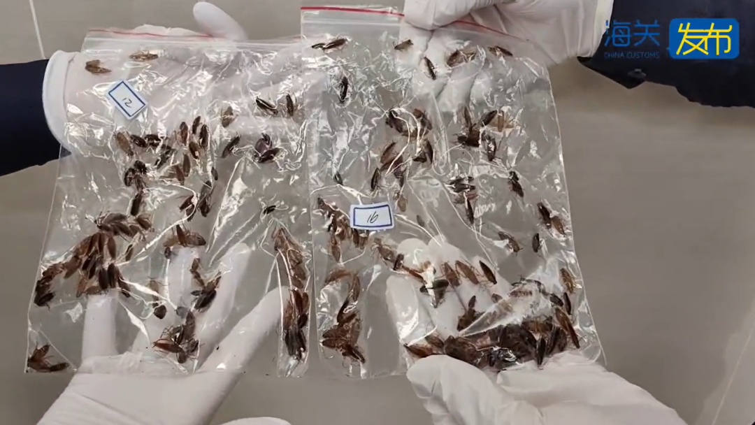 慎点！深圳一海关在入境渔船中截获德国小蠊20000余只