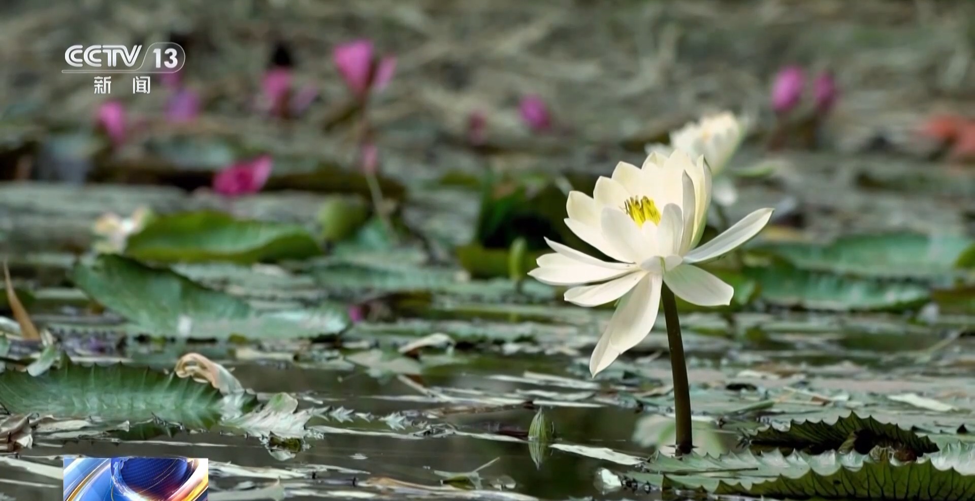 我国生物多样性保护成效如何？这份“成绩单”亮了