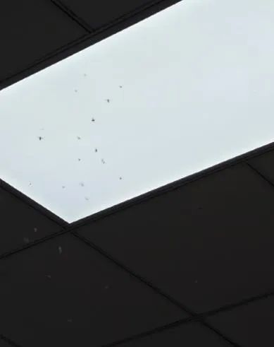 麻了！路面、空中都是虫，重庆网友：密集恐惧症都犯了