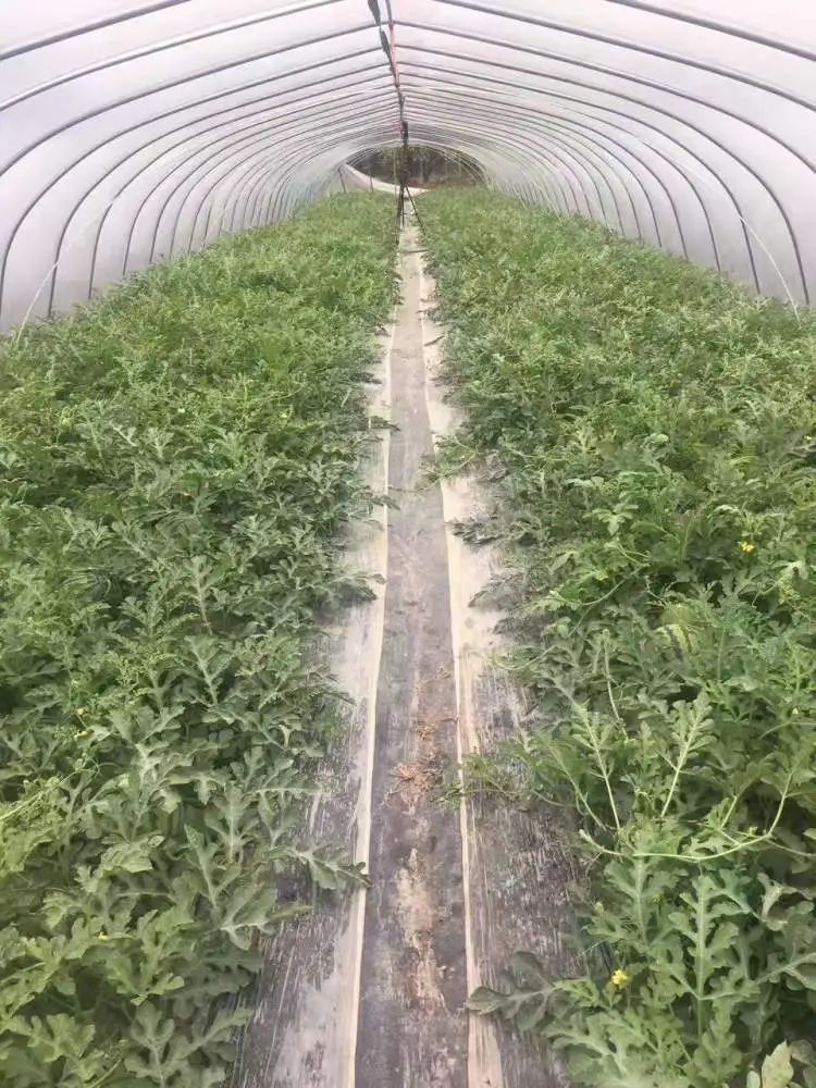 随便拍拍瓜就能月入两万？“验瓜师”火上热搜！001号验瓜师：“非常欢迎年轻人加入”