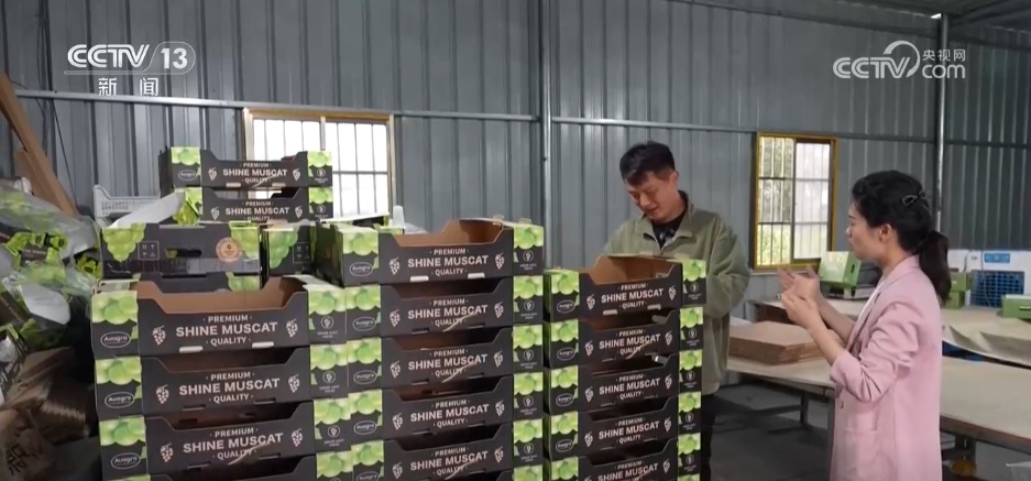 从“新农人”成“兴农人” “90后”返乡走出致富“振兴路”