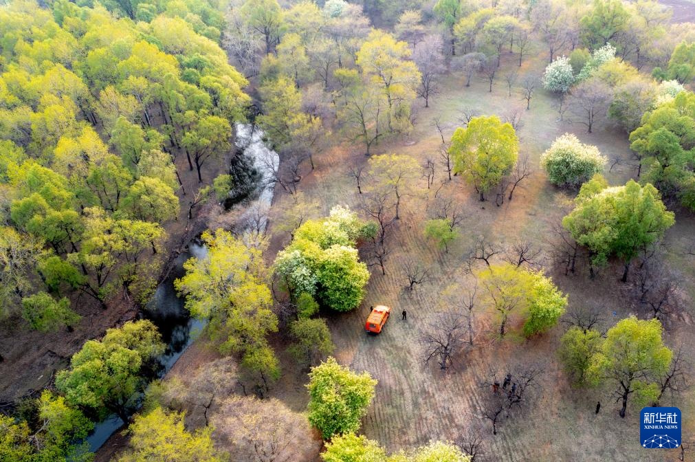 图片故事｜大兴安岭的生物多样性守护者