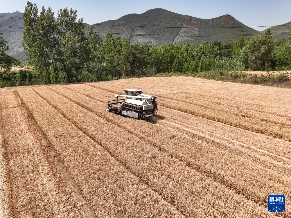 风吹麦浪 奏响丰收曲